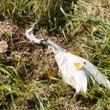 Airone ucciso a colpi di fucile nel Parco Adda Sud