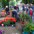 Crema in fiore, � arrivata la primavera