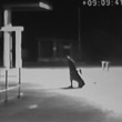 Arriva la polizia, malviventi in fuga nei campi