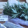 Coltiva marijuana in giardino, in manette operaio cremasco