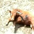 Toro abbattuto