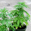 Piantagione di marijuana alla �Scelfer�: arrestati quattro giovani