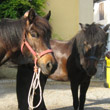Agata e Siria  per il servizio riabilitativo equestre agli ex Stalloni