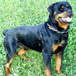 Rottweiler fugge, azzanna cagnolino e padrone