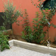 Polizia: sequestro di piante e semi di marijuana