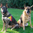 Cani da soccorso: indispensabile risorsa