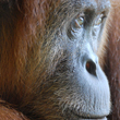 Viaggio nel Borneo alla scoperta degli urangotan