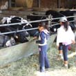 Multifunzionalit� in agricoltura