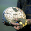 Rugby, campionati sospesi