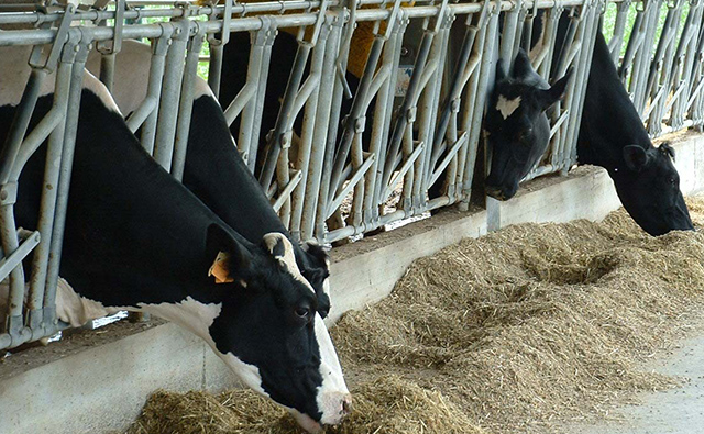 Coldiretti: convegno sul benessere animale