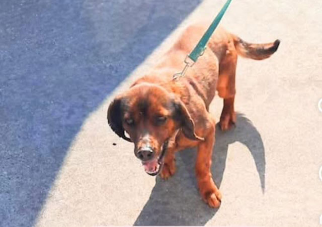 Canile. Kiwa costretta a cercare una nuova casa