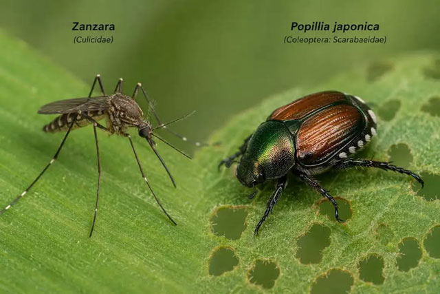 Intervento anti zanzare e popillia japonica