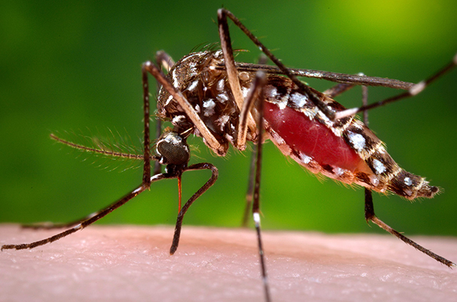 Monte Creasco. Zika, venerdì la disinfestazione