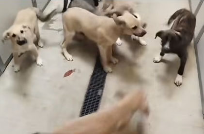 Canile di Vaiano, recuperati otto cuccioli