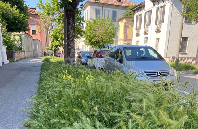 “Manutenzione del verde ancora a rilento”