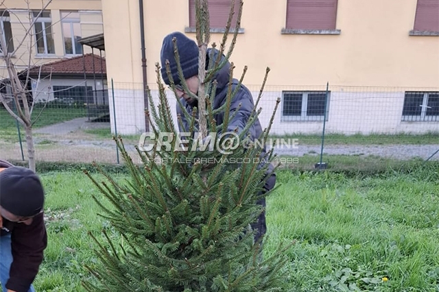 VolonVailate, abete e letterine di santa Lucia