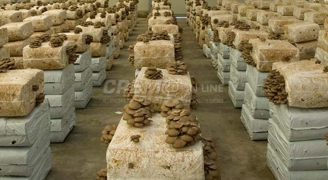 Crema. Imparare a coltivare i funghi