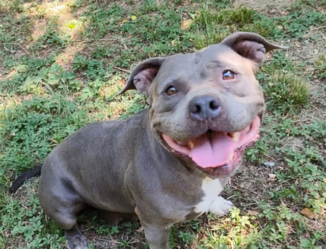 L’american bully Crudelia cerca una nuova casa